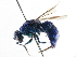  ( - CNCHYM 05195)  @11 [ ] CreativeCommons - Attribution (2011) CNC/CBG Photography Group Centre for Biodiversity Genomics