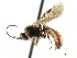  ( - CNCHYM 06000)  @11 [ ] CreativeCommons - Attribution (2011) CNC/CBG Photography Group Centre for Biodiversity Genomics