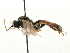  ( - CNCHYM 06053)  @11 [ ] CreativeCommons - Attribution (2011) CNC/CBG Photography Group Centre for Biodiversity Genomics