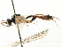  ( - CNCHYM 06054)  @11 [ ] CreativeCommons - Attribution (2011) CNC/CBG Photography Group Centre for Biodiversity Genomics