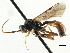  ( - CNCHYM 06066)  @11 [ ] CreativeCommons - Attribution (2011) CNC/CBG Photography Group Centre for Biodiversity Genomics