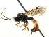  ( - CNCHYM 06069)  @14 [ ] CreativeCommons - Attribution (2011) CNC/CBG Photography Group Centre for Biodiversity Genomics
