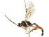  (Diadromus subtilicornis - CNCHYM 06109)  @14 [ ] CreativeCommons - Attribution (2011) CNC/CBG Photography Group Centre for Biodiversity Genomics