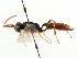  ( - CNCHYM 06117)  @13 [ ] CreativeCommons - Attribution (2011) CNC/CBG Photography Group Centre for Biodiversity Genomics