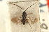  ( - CNCHYM 00070)  @11 [ ] CreativeCommons - Attribution (2011) CNC/CBG Photography Group Centre for Biodiversity Genomics