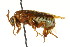  (Zadiprion townsendi - CNCHYM 02408)  @11 [ ] CreativeCommons - Attribution (2011) CNC/CBG Photography Group Centre for Biodiversity Genomics