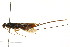  ( - CNCHYM 02489)  @11 [ ] CreativeCommons - Attribution (2011) CNC/CBG Photography Group Centre for Biodiversity Genomics