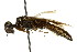  ( - CNCHYM 02512)  @11 [ ] CreativeCommons - Attribution (2011) CNC/CBG Photography Group Centre for Biodiversity Genomics