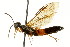 ( - CNCHYM 02535)  @11 [ ] CreativeCommons - Attribution (2011) CNC/CBG Photography Group Centre for Biodiversity Genomics