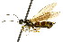  ( - CNCHYM 02550)  @11 [ ] CreativeCommons - Attribution (2011) CNC/CBG Photography Group Centre for Biodiversity Genomics