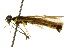  ( - CNCHYM 02551)  @11 [ ] CreativeCommons - Attribution (2011) CNC/CBG Photography Group Centre for Biodiversity Genomics