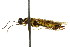  ( - CNCHYM 02552)  @11 [ ] CreativeCommons - Attribution (2011) CNC/CBG Photography Group Centre for Biodiversity Genomics