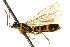  ( - CNCHYM 02553)  @11 [ ] CreativeCommons - Attribution (2011) CNC/CBG Photography Group Centre for Biodiversity Genomics