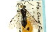  ( - CNCHYM 02606)  @13 [ ] CreativeCommons - Attribution (2011) CNC/CBG Photography Group Centre for Biodiversity Genomics