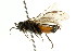  ( - CNCHYM 02700)  @12 [ ] CreativeCommons - Attribution (2011) CNC/CBG Photography Group Centre for Biodiversity Genomics