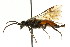  (Dolerus apriloides - CNCHYM 02717)  @11 [ ] CreativeCommons - Attribution (2011) CNC/CBG Photography Group Centre for Biodiversity Genomics