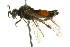  ( - CNCHYM 02730)  @13 [ ] CreativeCommons - Attribution (2011) CNC/CBG Photography Group Centre for Biodiversity Genomics