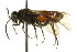  ( - CNCHYM 02734)  @12 [ ] CreativeCommons - Attribution (2011) CNC/CBG Photography Group Centre for Biodiversity Genomics