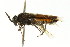  ( - CNCHYM 02735)  @12 [ ] CreativeCommons - Attribution (2011) CNC/CBG Photography Group Centre for Biodiversity Genomics