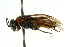  ( - CNCHYM 02737)  @12 [ ] CreativeCommons - Attribution (2011) CNC/CBG Photography Group Centre for Biodiversity Genomics