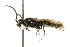  ( - CNCHYM 02782)  @14 [ ] CreativeCommons - Attribution (2011) CNC/CBG Photography Group Centre for Biodiversity Genomics