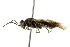  ( - CNCHYM 02783)  @11 [ ] CreativeCommons - Attribution (2011) CNC/CBG Photography Group Centre for Biodiversity Genomics