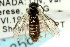  ( - CNCHYM 02856)  @11 [ ] CreativeCommons - Attribution (2011) CNC/CBG Photography Group Centre for Biodiversity Genomics