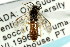  ( - CNCHYM 02857)  @13 [ ] CreativeCommons - Attribution (2011) CNC/CBG Photography Group Centre for Biodiversity Genomics