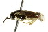  ( - CNCHYM 02858)  @11 [ ] CreativeCommons - Attribution (2011) CNC/CBG Photography Group Centre for Biodiversity Genomics