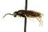  ( - CNCHYM 02860)  @11 [ ] CreativeCommons - Attribution (2011) CNC/CBG Photography Group Centre for Biodiversity Genomics