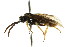  ( - CNCHYM 02887)  @11 [ ] CreativeCommons - Attribution (2011) CNC/CBG Photography Group Centre for Biodiversity Genomics