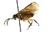  (Proselandria analis - CNCHYM 02901)  @11 [ ] CreativeCommons - Attribution (2011) CNC/CBG Photography Group Centre for Biodiversity Genomics