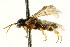  ( - CNCHYM 02969)  @11 [ ] CreativeCommons - Attribution (2011) CNC/CBG Photography Group Centre for Biodiversity Genomics