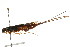  ( - CNCHYM 03050)  @11 [ ] CreativeCommons - Attribution (2011) CNC/CBG Photography Group Centre for Biodiversity Genomics