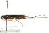  (Xeris indecisus - CNCHYM 03051)  @14 [ ] CreativeCommons - Attribution (2011) CNC/CBG Photography Group Centre for Biodiversity Genomics