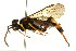  ( - CNCHYM 03061)  @14 [ ] CreativeCommons - Attribution (2011) CNC/CBG Photography Group Centre for Biodiversity Genomics
