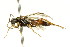  ( - CNCHYM 03086)  @11 [ ] CreativeCommons - Attribution (2011) CNC/CBG Photography Group Centre for Biodiversity Genomics