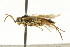  ( - CNCHYM 03091)  @13 [ ] CreativeCommons - Attribution (2011) CNC/CBG Photography Group Centre for Biodiversity Genomics