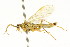  ( - CNCHYM 03092)  @12 [ ] CreativeCommons - Attribution (2011) CNC/CBG Photography Group Centre for Biodiversity Genomics