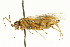  (Aglaostigma lichtwardti - CNCHYM 03093)  @13 [ ] CreativeCommons - Attribution (2011) CNC/CBG Photography Group Centre for Biodiversity Genomics