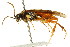  ( - CNCHYM 03109)  @14 [ ] CreativeCommons - Attribution (2011) CNC/CBG Photography Group Centre for Biodiversity Genomics