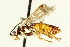  ( - CNCHYM 03120)  @11 [ ] CreativeCommons - Attribution (2011) CNC/CBG Photography Group Centre for Biodiversity Genomics