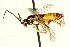  ( - CNCHYM 03121)  @11 [ ] CreativeCommons - Attribution (2011) CNC/CBG Photography Group Centre for Biodiversity Genomics