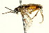 ( - CNCHYM 03122)  @11 [ ] CreativeCommons - Attribution (2011) CNC/CBG Photography Group Centre for Biodiversity Genomics
