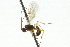  ( - CNCHYM 03809)  @11 [ ] CreativeCommons - Attribution (2011) CNC/CBG Photography Group Centre for Biodiversity Genomics