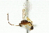  ( - CNCHYM 03811)  @11 [ ] CreativeCommons - Attribution (2011) CNC/CBG Photography Group Centre for Biodiversity Genomics
