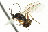  ( - CNCHYM 03839)  @11 [ ] CreativeCommons - Attribution (2011) CNC/CBG Photography Group Centre for Biodiversity Genomics