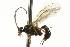  ( - CNCHYM 03840)  @13 [ ] CreativeCommons - Attribution (2011) CNC/CBG Photography Group Centre for Biodiversity Genomics