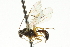  (Mesochorus fuliginatus - CNCHYM 03841)  @11 [ ] CreativeCommons - Attribution (2011) CNC/CBG Photography Group Centre for Biodiversity Genomics