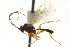  ( - CNCHYM 03843)  @11 [ ] CreativeCommons - Attribution (2011) CNC/CBG Photography Group Centre for Biodiversity Genomics